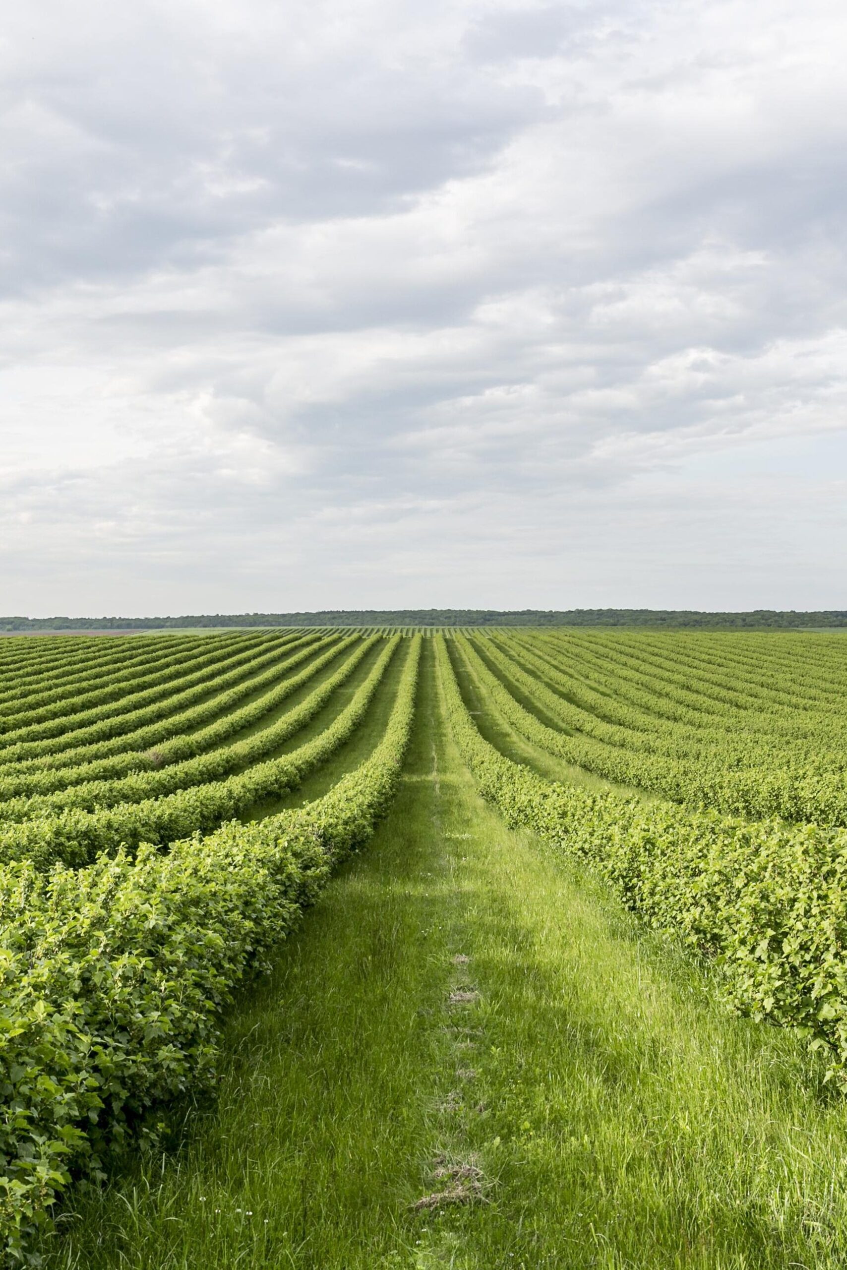 Valentín Raez Vistas de Cultivo